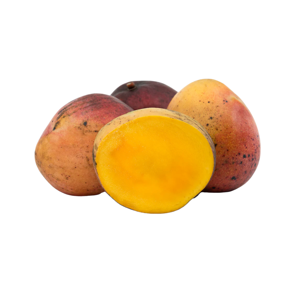 Mango Tommy Atkiens 4 Pcs Packaged