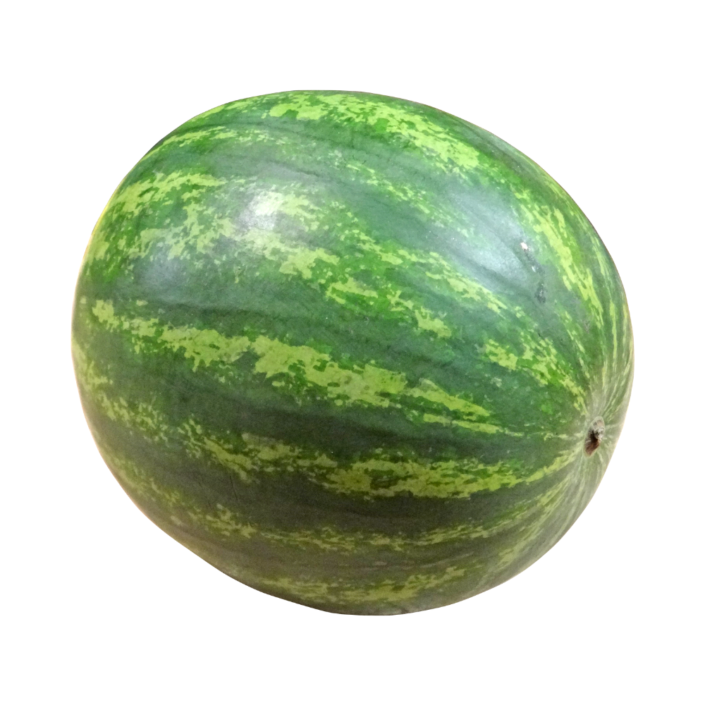 Watermelon Seeded Jumbo Size